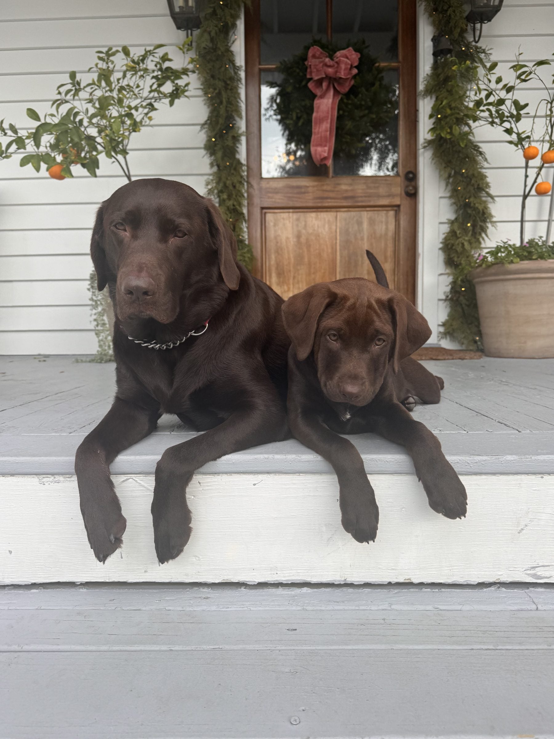 chocolate lab puppy, two dogs